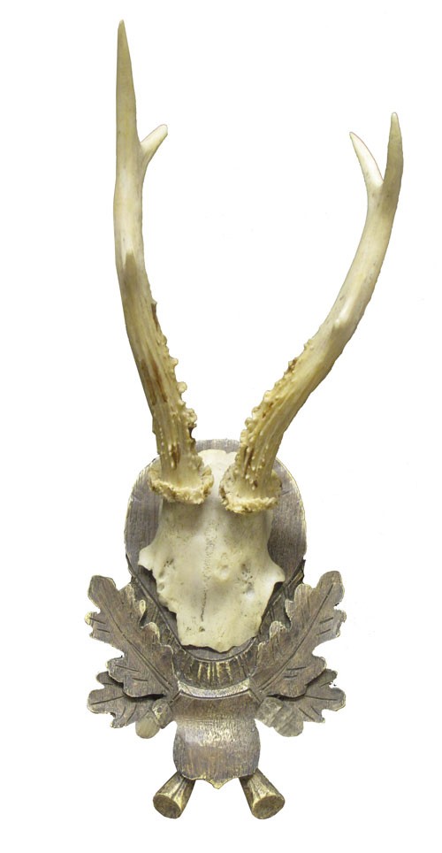 Taxidermy Mounted Six Point Deer Antlers With Skull Fragment On